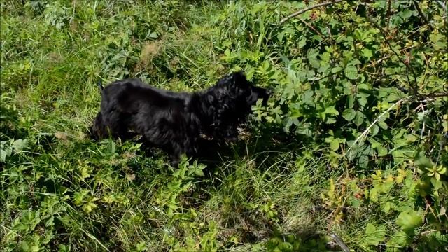 Black English Cocker Spaniel went to blackberries ... смотреть онлайн