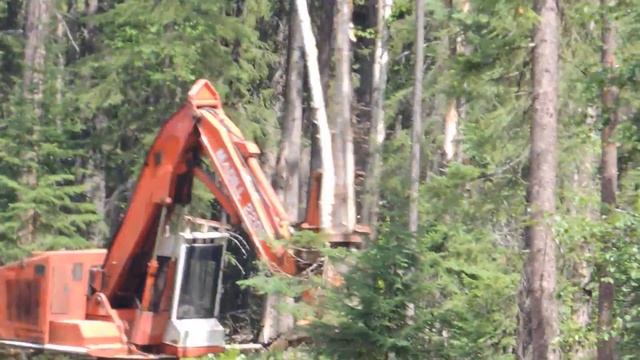 Maddill 2200 Cutting Road -Windblown Dead Pine with Commentary смотреть онлайн