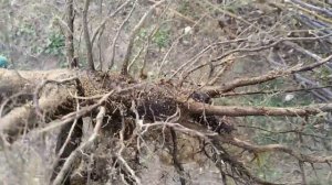 Корневая система грецкого ореха.