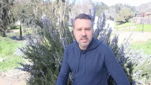 How to Grow Rosemary - 7 Tips for Success