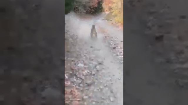 Пума напала на человека смотреть онлайн