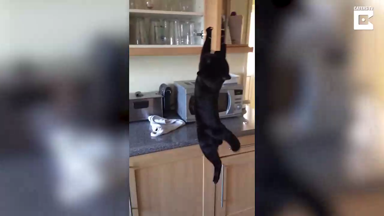 Кот-воришка смотреть онлайн