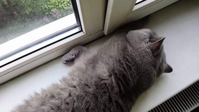 Самый красивый кот Тихон сладко спит на подоконнике смотреть онлайн