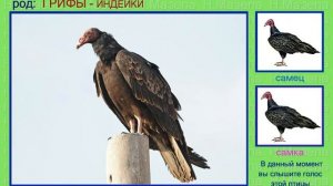 Катарта. Гриф. Голоса птиц