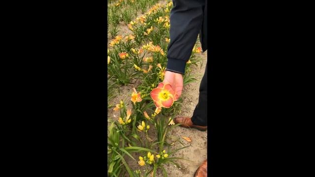 Hemerocallis Blushing Ruffles смотреть онлайн