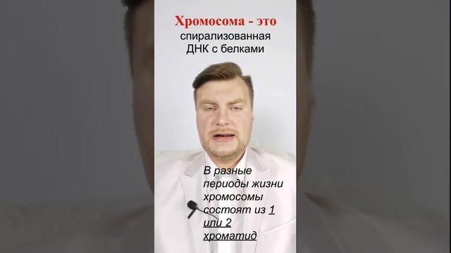 Однохроматидные и двухроматидные хромосомы. ЕГЭ Биология. ЕГЭ 2022. смотреть онлайн