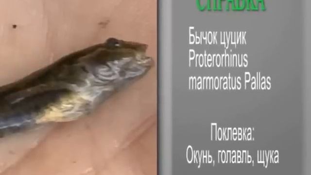 Интересные приманки Выпуск 3 смотреть онлайн