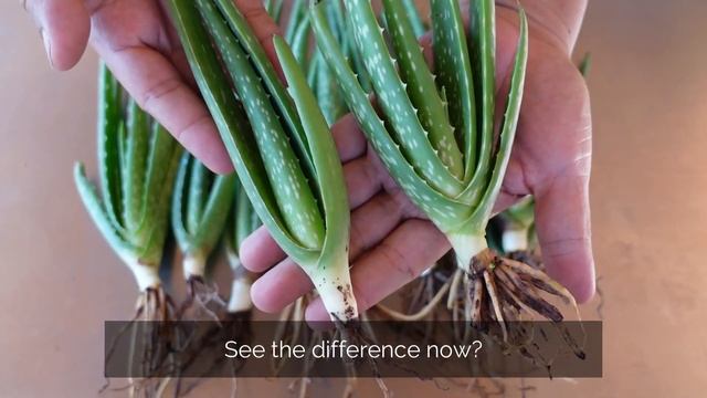 How To Spot The Difference Between Aloe vera Barbadensis and Chinensis Pups смотреть онлайн