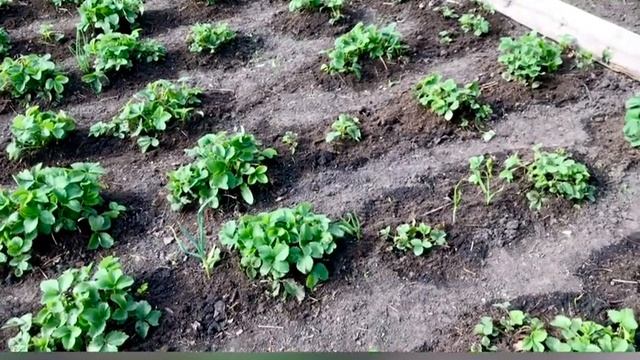 КЛУБНИКА НА ДРОЖЖАХ!ВЕСЕННЯЯ ПОДКОРМКА 100% РЕЗУЛЬТАТ! смотреть онлайн