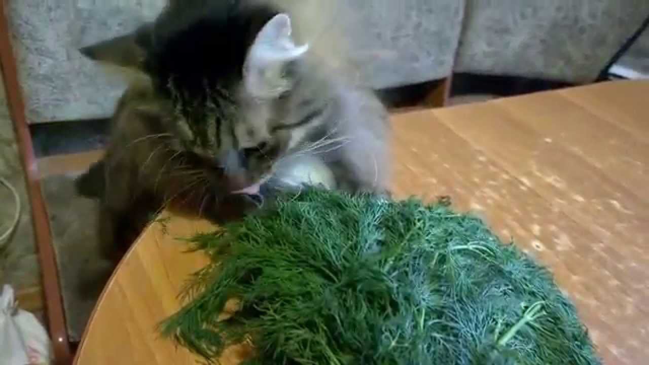 Кот и укроп - Cat and dill смотреть онлайн