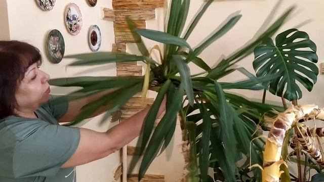 ЮККА .Обрезка растения. Осталось одна кочерыжка. смотреть онлайн