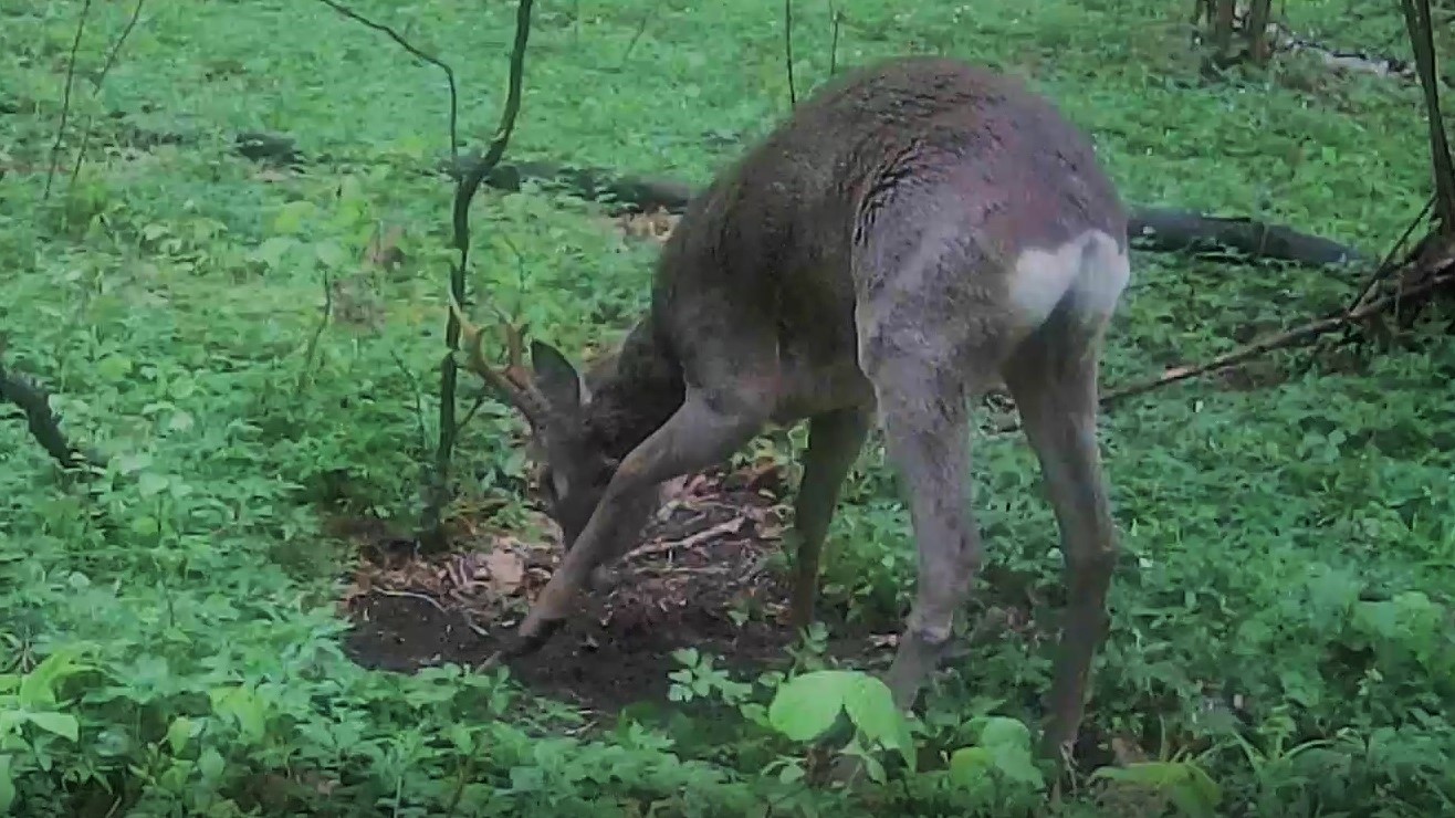 Самец косули метит территорию смотреть онлайн