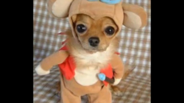 Очень милые и смешные собачки смотреть онлайн