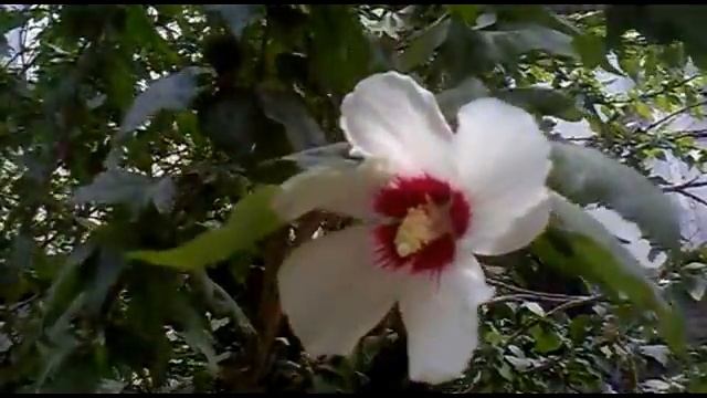 Кампсис, гибискус, олеандр, витекс священный смотреть онлайн