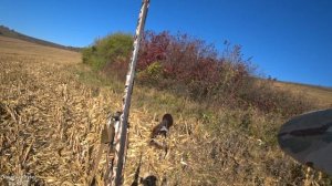 Охота на Фазана! Красивая Охота!