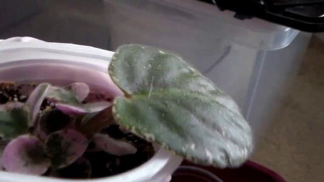 Пересадка деток фиалки ReplantingVioletSprouts смотреть онлайн