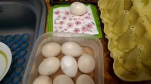 Инкубация куриных яиц. Тема:  дезинфекция инкубационного яйца 1% перекисью водорода.