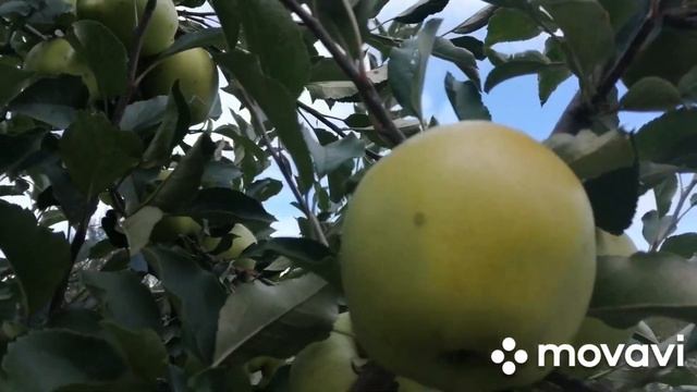 две беды: урожай и неурожай.. борьба с урожаем яблок и груш.. яблоня ,, Лобо,, смотреть онлайн