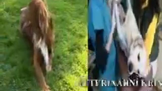 VETERINÁRNÍ KLINIKA ERIKA смотреть онлайн