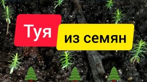⚫Туя из семян | Размножение туи семенами | Саженцы туи даром