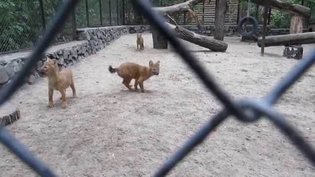 Любопытные волчата и бдительные родители 31.05.2019 смотреть онлайн