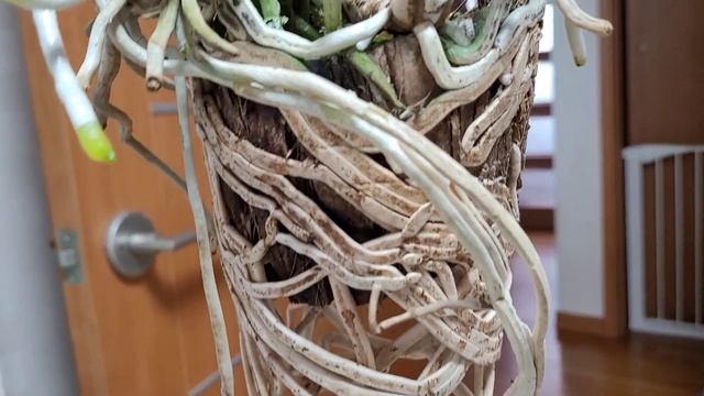 Пересадка Каттлеи из кокосового пня. смотреть онлайн