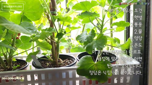 로즈버드계열꽃이 안폈다면이렇게 해보세요 смотреть онлайн