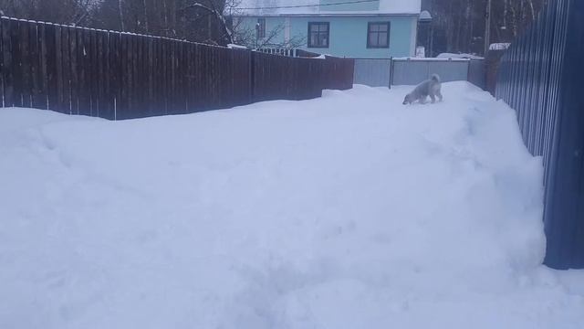 Вот это да ? Сколько снега Можно купаться в снегу ??