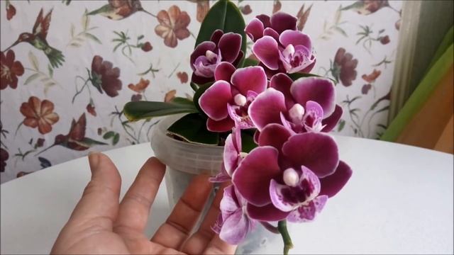 Закуклились корни орхидеи, причины///Грунт разочаровал/// смотреть онлайн