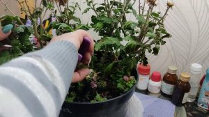 Хризантема мультифлора на подоконнике. Что происходит с ней зимой?