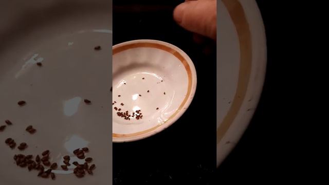 Сею виолы, чтобы зацвели в этом году.