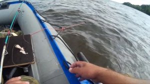 Кама рыбалка На Сома с Квоком.