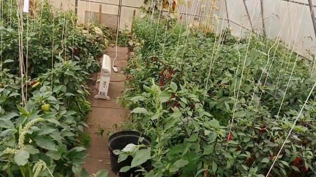 Все сорта СНЕП ГОРОХА в Наличии и последние 2 дня со скидкой 30% ТОРОПИТЕСЬ с заказами! смотреть онлайн