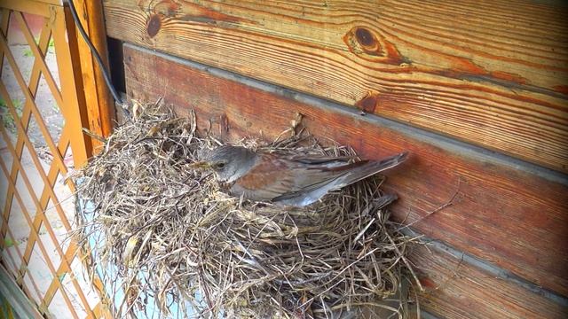 Дрозд Рябинник. Гнездование. Новосибирская область. Май. смотреть онлайн
