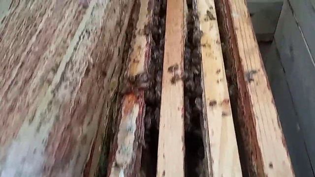 Подселяю в семью матку Бакфаст ИО. смотреть онлайн