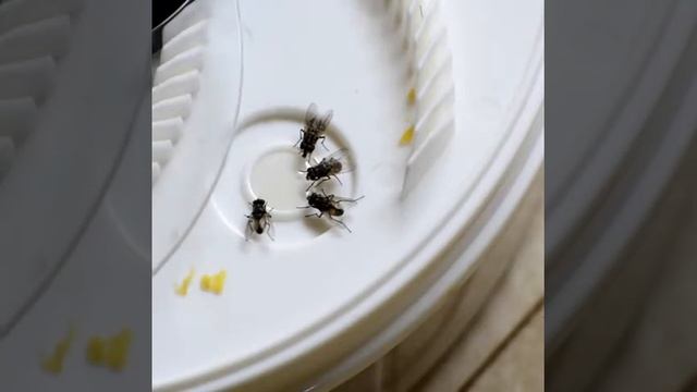 ЭЛЕКТРИЧЕСКАЯ МУХОЛОВКА!!! ? смотреть онлайн