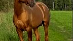 Донская лошадь Донская порода с характером, настойчивая, талантливая