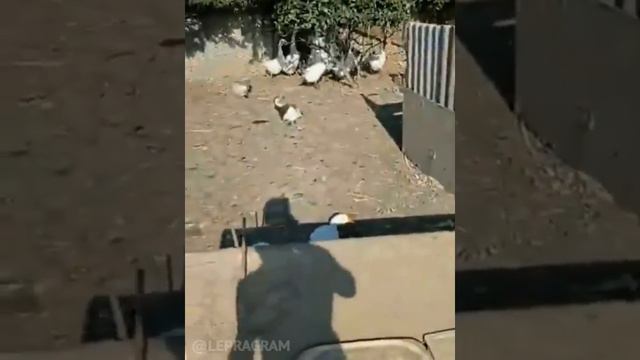 Пьяные гуси. Мужик делал вишнёвую наливку и выбросил ягоды гусям смотреть онлайн