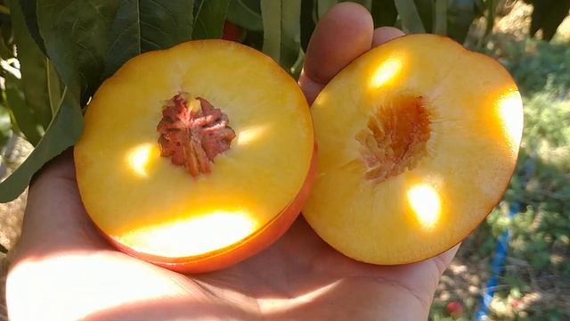 Нектарин Харблейз. Nectarine Harblaize. Канадський, невибагливий сорт. смотреть онлайн
