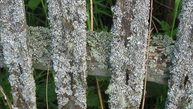 Коми песня "Гöгрöс бана кыз сiтана" Komi Song смотреть онлайн