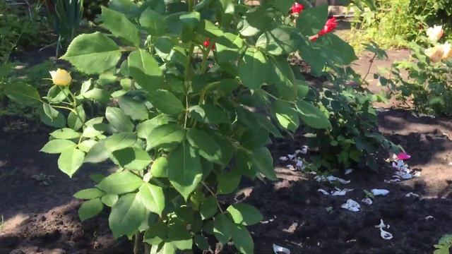 Первое цветение роз D.Austin в моем саду 24.06.20 смотреть онлайн