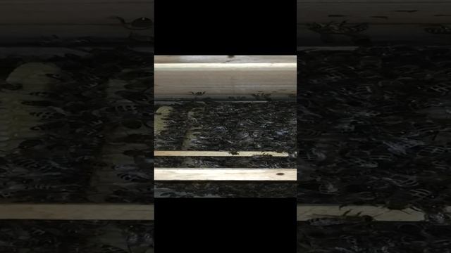 пчелы в японском улье