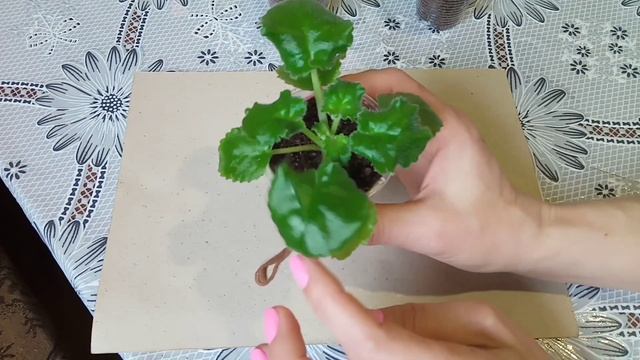 Фиалка болтается в горшке! Проблема с корнями у деток.Что делать с такими фиалками? смотреть онлайн