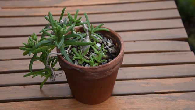 How I take care of mesemb succulent Mestoklema sp. смотреть онлайн