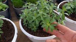 Пересадка вегетативной калибрахоа в кашпо , уже пора !