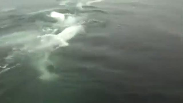 Белуга Паронайск смотреть онлайн