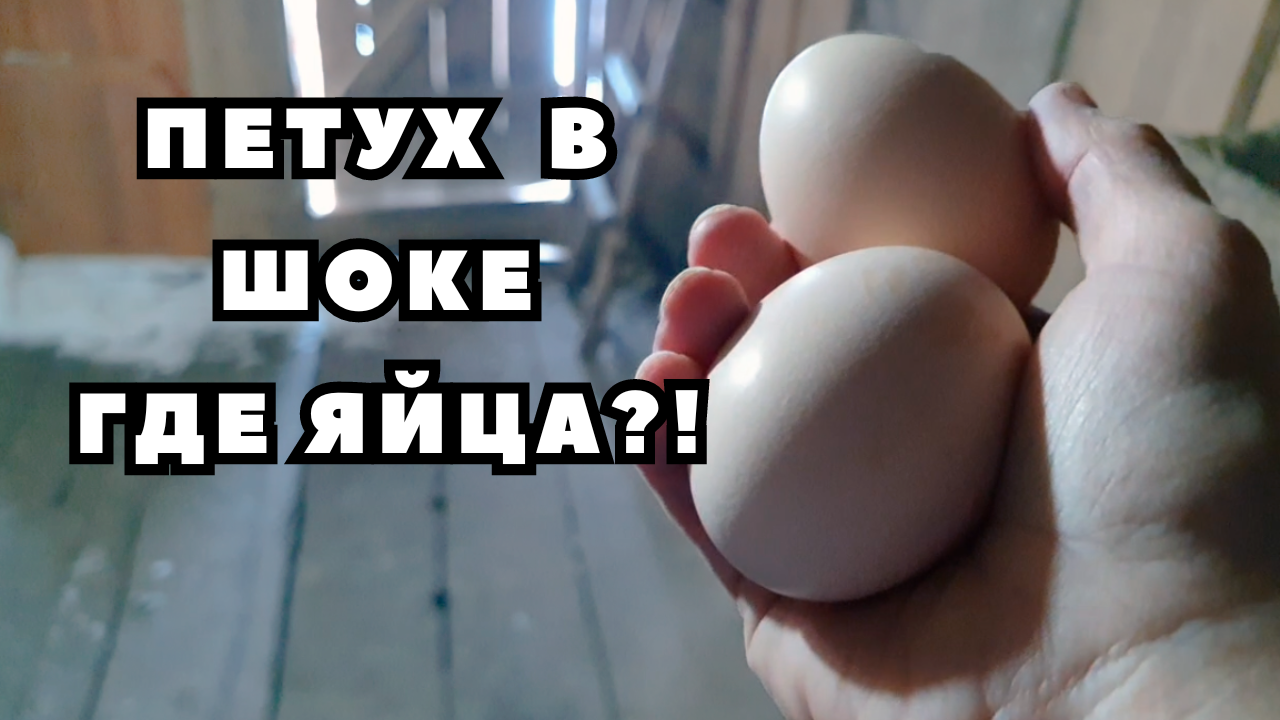 Как лишить петуха яиц // Жизнь диабетика в деревне смотреть онлайн