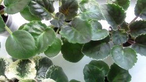 ВАЖНЕЙШАЯ ПОДКОРМКА ДЛЯ ДЕТОК ФИАЛКИ?!!!