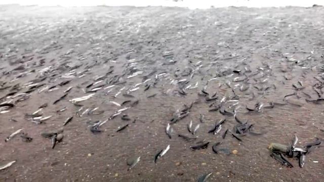 Нерест мойвы на Сахалине смотреть онлайн