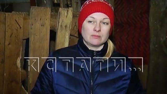 Частная конюшня в Дзержинске зарабатывает на лошадях-смертниках смотреть онлайн